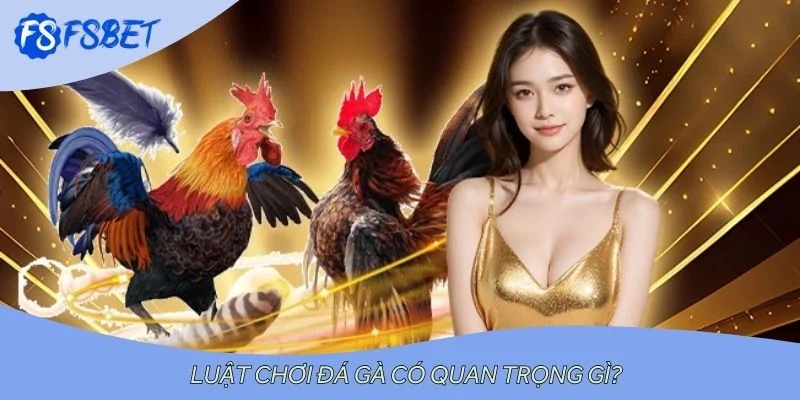 Luật chơi đá gà có quan trọng gì?