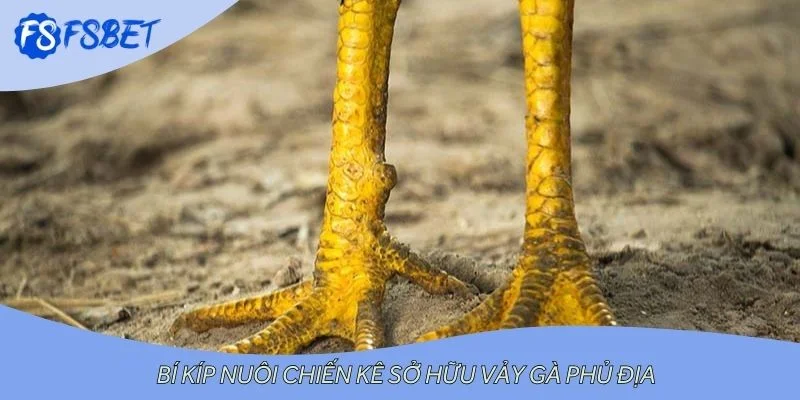 Bí kíp nuôi chiến kê sở hữu vảy gà phủ địa