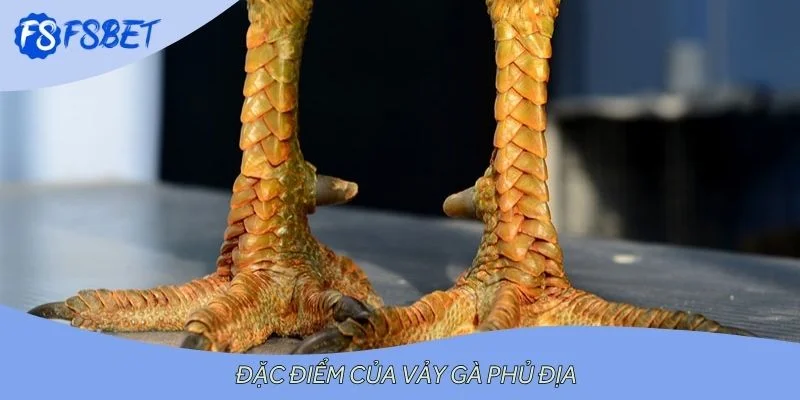 Đặc điểm của vảy gà phủ địa