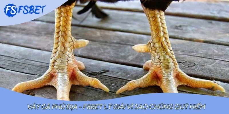 Vảy Gà Phủ Địa - F8BET Lý Giải Vì Sao Chúng Quý Hiếm
