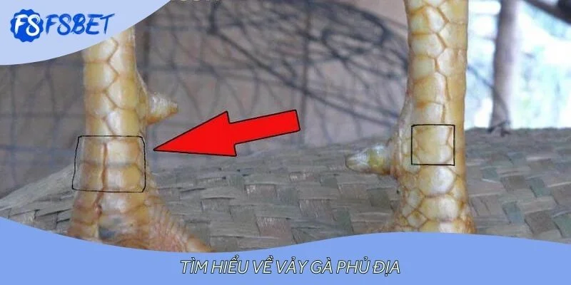 Tìm hiểu về vảy gà phủ địa